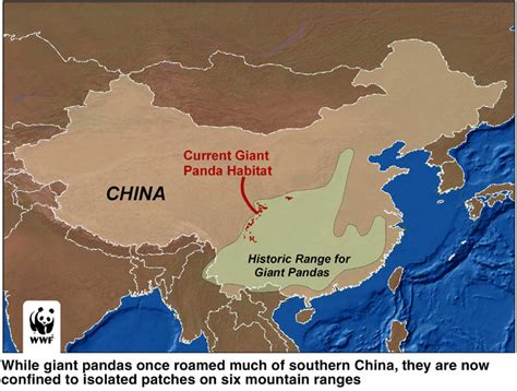 Giant Pandas Promote Conservation And Diplomacy Global