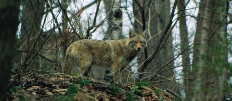 From Beach Metro Community News On The Lookout For Urban Coyotes
