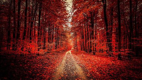 Red Leaves Dirt Road Road Forest Path Forest Autumn Deciduous
