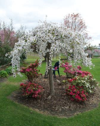 Some flowering cherry trees, like the kwanzan and okame cherry trees, bloom with bright pink color. Prunus Snow Fountains (R) - a gorgeous weeping cherry that ...