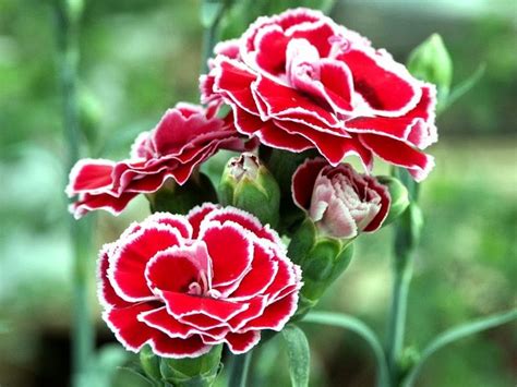Tak hanya itu saja, bunga matahari juga memiliki beberapa filosofi yang indah, lho. Carnations are also called teluki flowers, or the ...