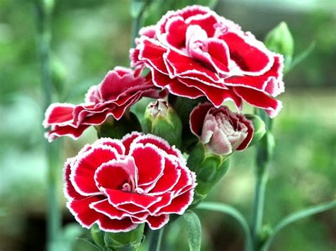 Bunga panca matoari, bunga teleng matoari, sungeng; Carnations are also called teluki flowers, or the ...