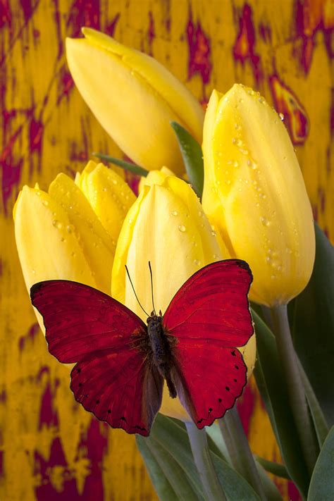 Red Butterfly Resting On Tulips Photograph By Garry Gay