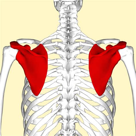 In the code above, we copied all of backbone's events to a javascript object using the extend functionality of underscore. chapter 3 - Medical Terminology 102 with Knight at Midlands Technical College - StudyBlue