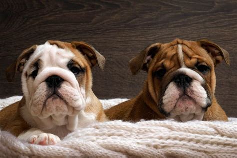 English Bulldog Puppies For Sale In St Louis Mo | Top Dog ...