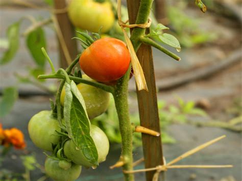 Here are some of the pros and cons for each type of support How to Stake a Tomato - Sunset Magazine