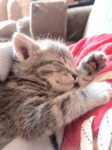 My cats love milk and follow me wherever i go when i have cereal or ice cream, so i guess they figured this was regular milk! Can Cats Drink Almond Milk Reddit - Wayang Pets