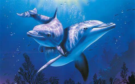 Dolphins Underwater Wallpapers Top Free Dolphins Underwater
