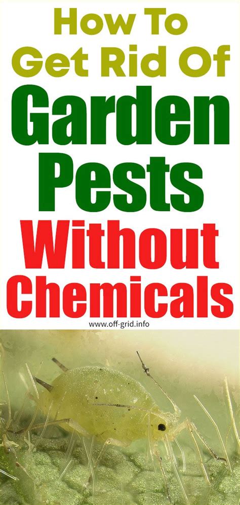Crabgrass killers are designed to kill existing, actively growing crabgrass plants before they can produce more seed. Pin on Garden Ideas & Projects