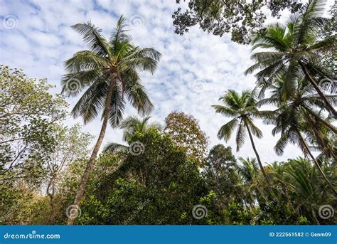 Palms Background Rainforest Jungles Thickets Of Dense Green Plants