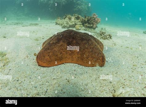 Starfish On The Seabed In The Red Sea Eilat Israel Stock Photo Alamy