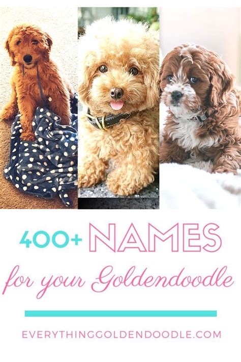 400 Names For Your Goldendoodle In 2020 Dog Names Goldendoodle Dogs