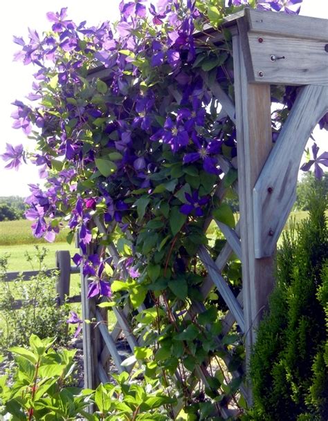We did not find results for: Clematis Climbing Plants - Tips for planting, care and ...