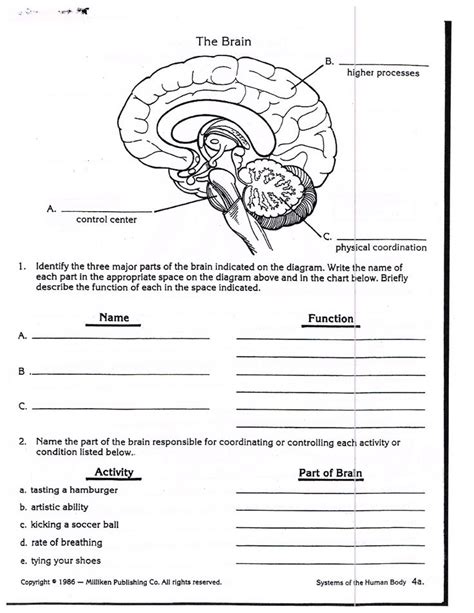 nervous system worksheet  grade human body worksheets science