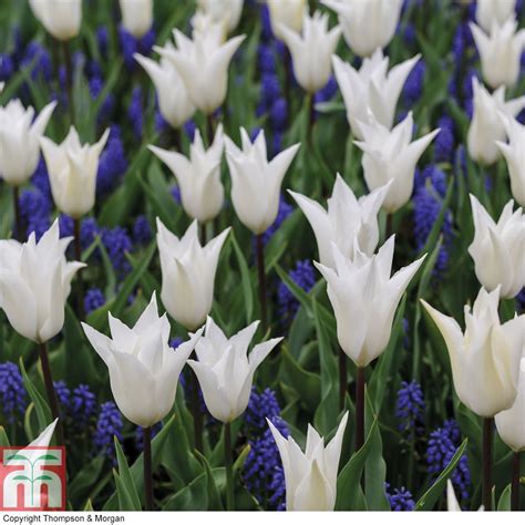Tulip White And Muscari Blue Mix Thompson And Morgan