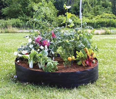 We did not find results for: Grow Bag Gardening for a Quick and Easy Fall Pop-Up Garden