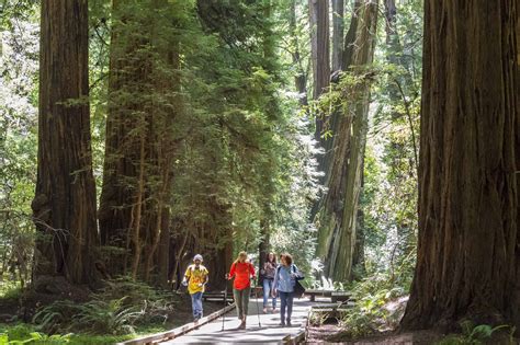 Muir Woods Main Trail Golden Gate National Recreation Area Us