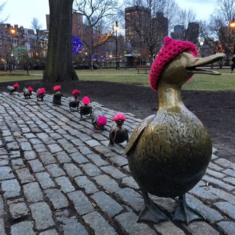 Bostons Ducklings Are Wearing Pussyhats