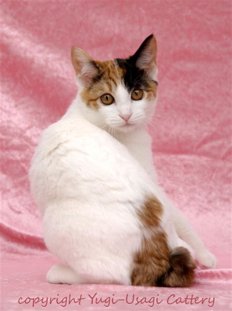 Japanese Bobtail Cats The Imperial Favorites Of Japan