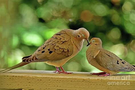 Mourning Doves Mating Kissing Photograph By Bipul Haldar