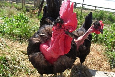 How The Transylvanian Naked Neck Chicken Got Its Naked Neck