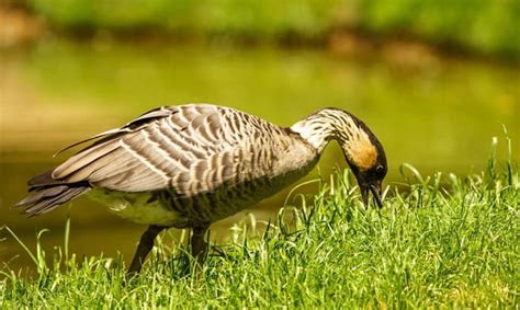 What Is The State Bird Of Hawaii The Nene