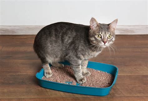 Easy Cat Litter Box Atilaselection