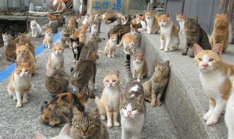 Japans Cat Island Finds Purr Fect Solution To Food Crisis