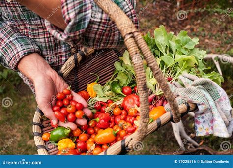 Farmer Picked Fresh Vegetables From An Outdoor Garden Stock Photo