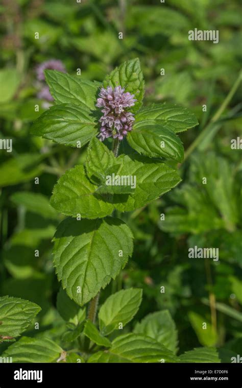 Water Mint Mentha Aquatica Growing In Marshy Meadow Ground Foraging