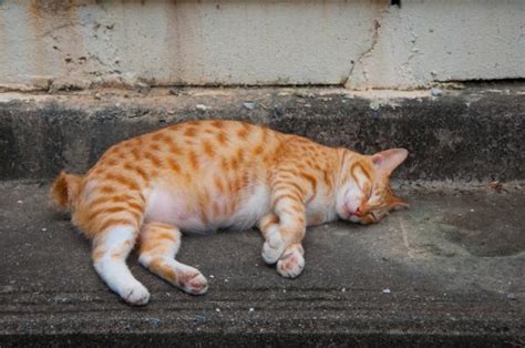 What should i do to help her? Why does my cat have a swollen and hard belly? | FavCats.com