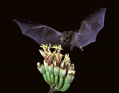 10 Amazing Facts You Didnt Know About Bats