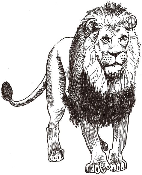 And now, in order to draw your favorite animal you just need to make a few clicks on our website. How to Draw a Lion Worksheet - Draw to Learn