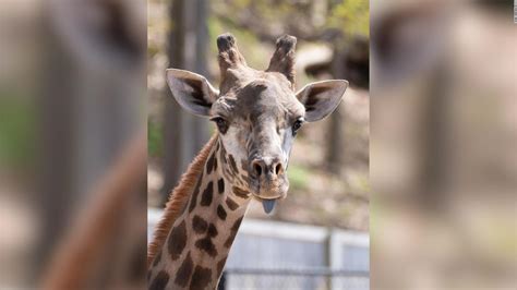 Zoo Explains Cause Of Death Of A Giraffe That Appeared With A Broken