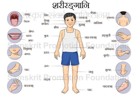 शरीर संबंधित चित्रशब्दकोष Body Related Sanskrit Picture Dictionary