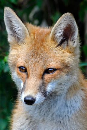Get fox now casting calls audio description local stations shop closed captioning careers support and faqs sitemap viewer feedback tv parental guidelines. Fox / RHS Gardening