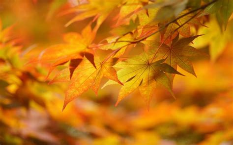 Wallpaper Sunlight Fall Leaves Nature Branch Yellow Autumn
