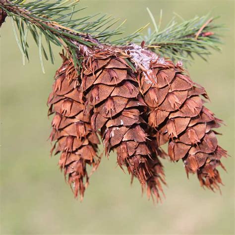 Find out more about the tree's habit, range, silviculture and management. AgPest » Douglas-fir, douglas pine