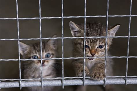 Abandoned Little Kittens In An Animal Shelter Stock Photo Download