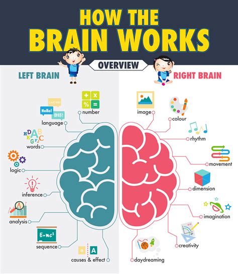 How The Brain Works Cma