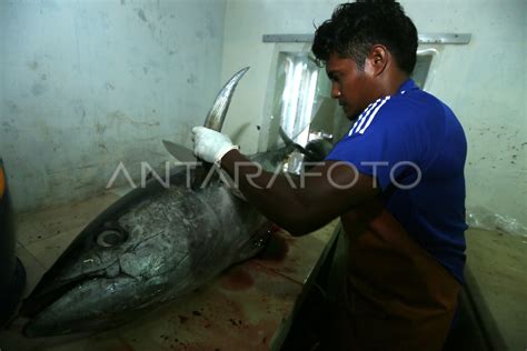 PENGOLAHAN TUNA EKSPOR ANTARA Foto