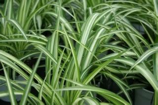 Piante da interno png png image. Piante da appartamento - Informazioni, immagini e nomi