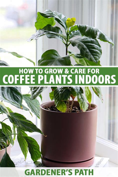 How To Grow And Care For Coffee Plants Indoors Gardeners Path