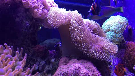 150 Gallon Reef Tank At Just Over A Year Youtube