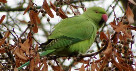 These Bright Green Exotic Birds Have Arrived In Alvaston Park
