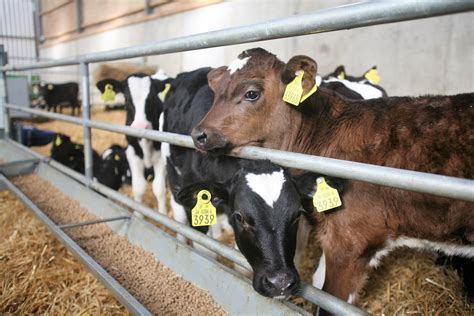 Calf Feeding Why Once A Day Is The Only Way Agriland