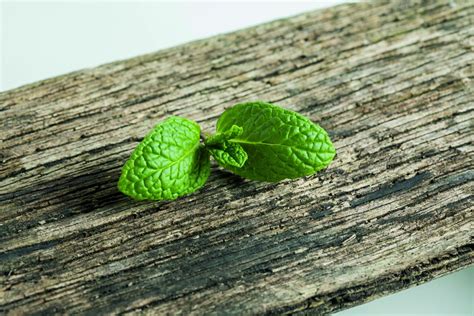 Types Of Mint Plants How To Grow And Use Popular Mint Varieties