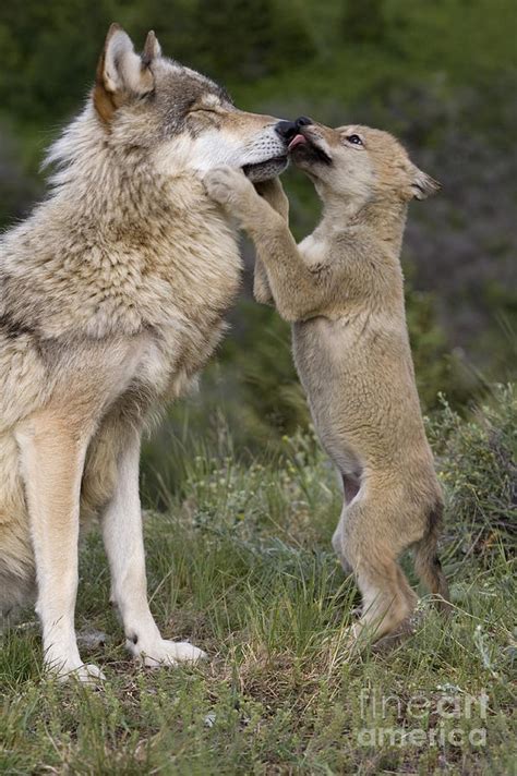Wolf Cub Begging For Food Photograph By Jean Louis Klein And Marie Luce