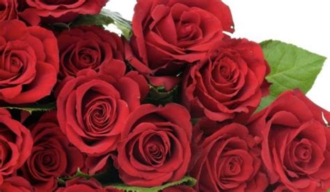 Ternyata Bunga Mawar Lezat Dikonsumsi Ini 6 Fakta Kehebatan Bunga