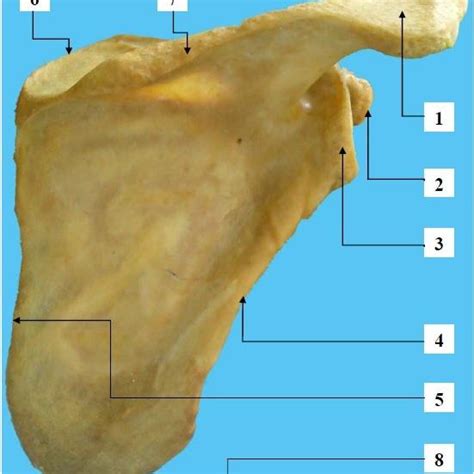 Acromial Bone Anatomy